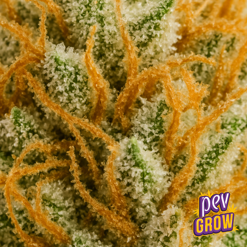 Hash Burger Spain Seeds